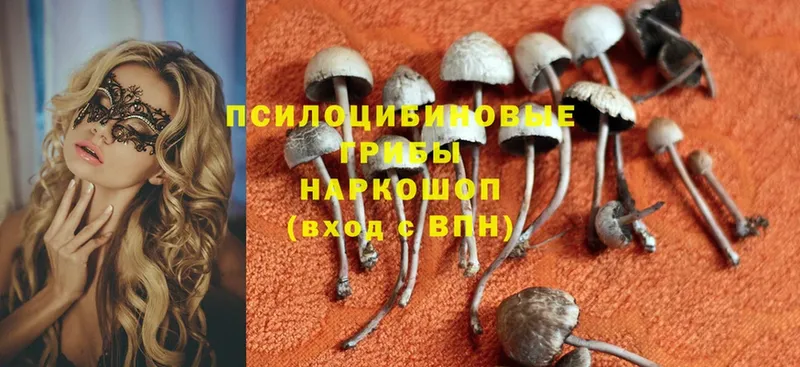 Псилоцибиновые грибы Psilocybe  дарнет шоп  Апрелевка 